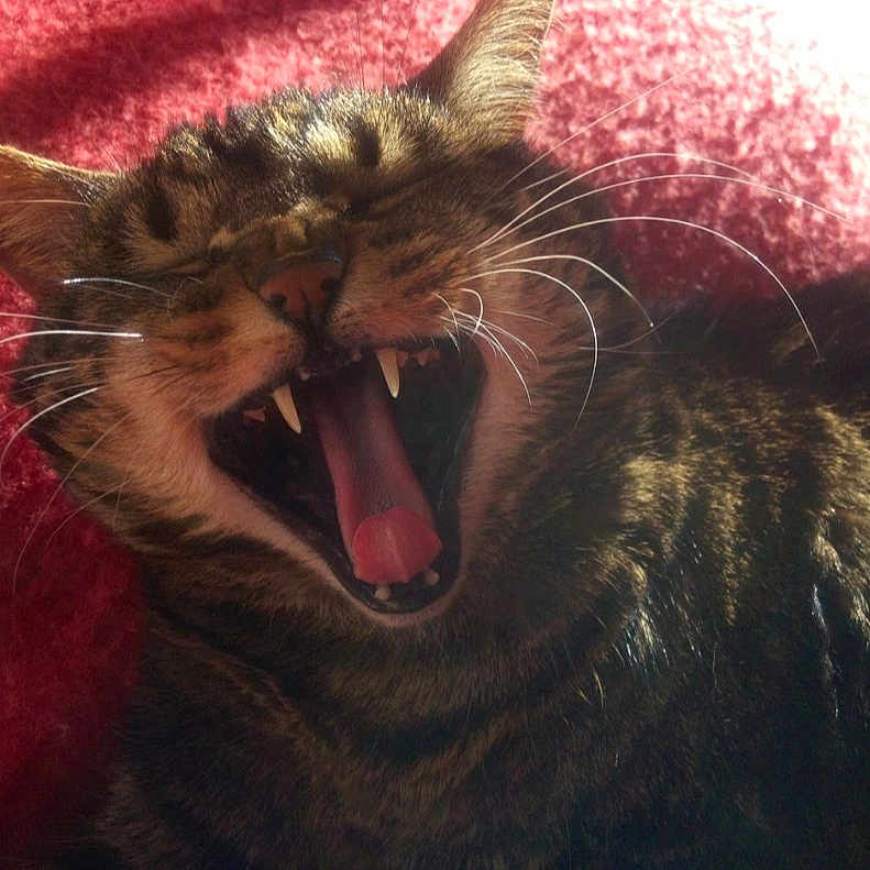 Salomé participe au concours pour gagner de l'argent avec cette photo : animal, cat, close_up, cozy, cute, domestic_animal, feline, fur, indoor, mammal, pet, red_blanket, relaxed, sleepy, sunlight, tabby_cat, teeth, tongue, whiskers, yawning