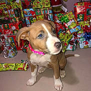 Bella is registered to the contest to win money with this photo: puppy, dog, brown, white, collar, pink, christmas, presents, wrapping_paper, grinch, holiday, gift, floor, indoor, cute, pet, festive, decorations, toys, curious