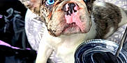 Kona joined the competition — help win amazing prizes! puppy, dog, blue_eyes, car_interior, tumbler, sticker, paw, seat, curious, close_up, pet, travel, container, drink, colorful, cute, young_dog, window, seat_belt, leather_seat
