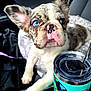 puppy, dog, blue_eyes, car_interior, tumbler, sticker, paw, seat, curious, close_up, pet, travel, container, drink, colorful, cute, young_dog, window, seat_belt, leather_seat