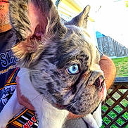 Kona is registered to the contest to win money with this photo: dog, blue_eyes, close_up, large_ears, person, holding, outdoor, backyard, fence, grass, t_shirt, graphic_tee, pet, animal, muzzle, snout, whiskers, portrait, daylight, expression