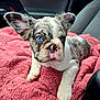 puppy, dog, french_bulldog, blue_eyes, pink_blanket, car_interior, pet, animal, cute, young_dog, fur, ears, nose, portrait, sitting, indoor, close_up, cozy, relaxed, wrinkles