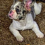 french_bulldog, puppy, dog, carpet, indoor, pet, animal, white_fur, merle_pattern, treat, cute, laying_down, ears, nose, pink_nose, big_eyes, looking_away, fur_texture, small_dog, domestic_animal