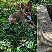 Tessa a rejoint le concours — aidez-le/la à gagner de superbes lots ! dog, dogs, chihuahua, puppy, small_dog, brown_dog, black_dog, white_markings, grass, outdoor, garden, wooden_plank, nature, animal, pet, lying_down, standing, portrait, sunlight, curious