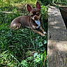 dog, dogs, chihuahua, puppy, small_dog, brown_dog, black_dog, white_markings, grass, outdoor, garden, wooden_plank, nature, animal, pet, lying_down, standing, portrait, sunlight, curious