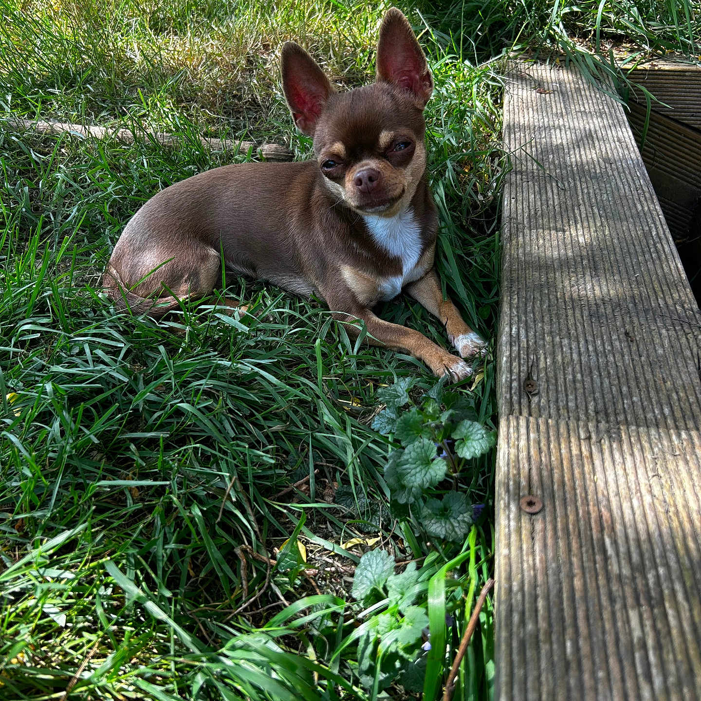 Tessa a rejoint le concours — aidez-le/la à gagner de superbes lots ! dog, dogs, chihuahua, puppy, small_dog, brown_dog, black_dog, white_markings, grass, outdoor, garden, wooden_plank, nature, animal, pet, lying_down, standing, portrait, sunlight, curious