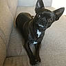 dog, french_bulldog, black_dog, pet, animal, indoors, armchair, chair, beige, sitting, lying_down, large_ears, short_snout, white_chest, portrait, close_up, looking_at_camera, home, upholstery, cute