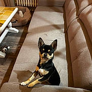 Arès participe au concours pour gagner de l'argent avec cette photo : dog, small_dog, black_and_tan, sitting, upright_posture, pointed_ears, pet, animal, indoors, living_room, armchair, cushion, furniture, coffee_table, tiled_table, radiator, wood_floor, dog_toy, portrait, cozy
