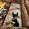 dog, small_dog, black_and_tan, sitting, upright_posture, pointed_ears, pet, animal, indoors, living_room, armchair, cushion, furniture, coffee_table, tiled_table, radiator, wood_floor, dog_toy, portrait, cozy