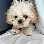 Slayer is registered to the contest to win money with this photo: puppy, dog, fluffy, white, cream, cute, pet, animal, fur, small, cushion, soft, indoors, closeup, face, ears, paws, collar, resting, adorable