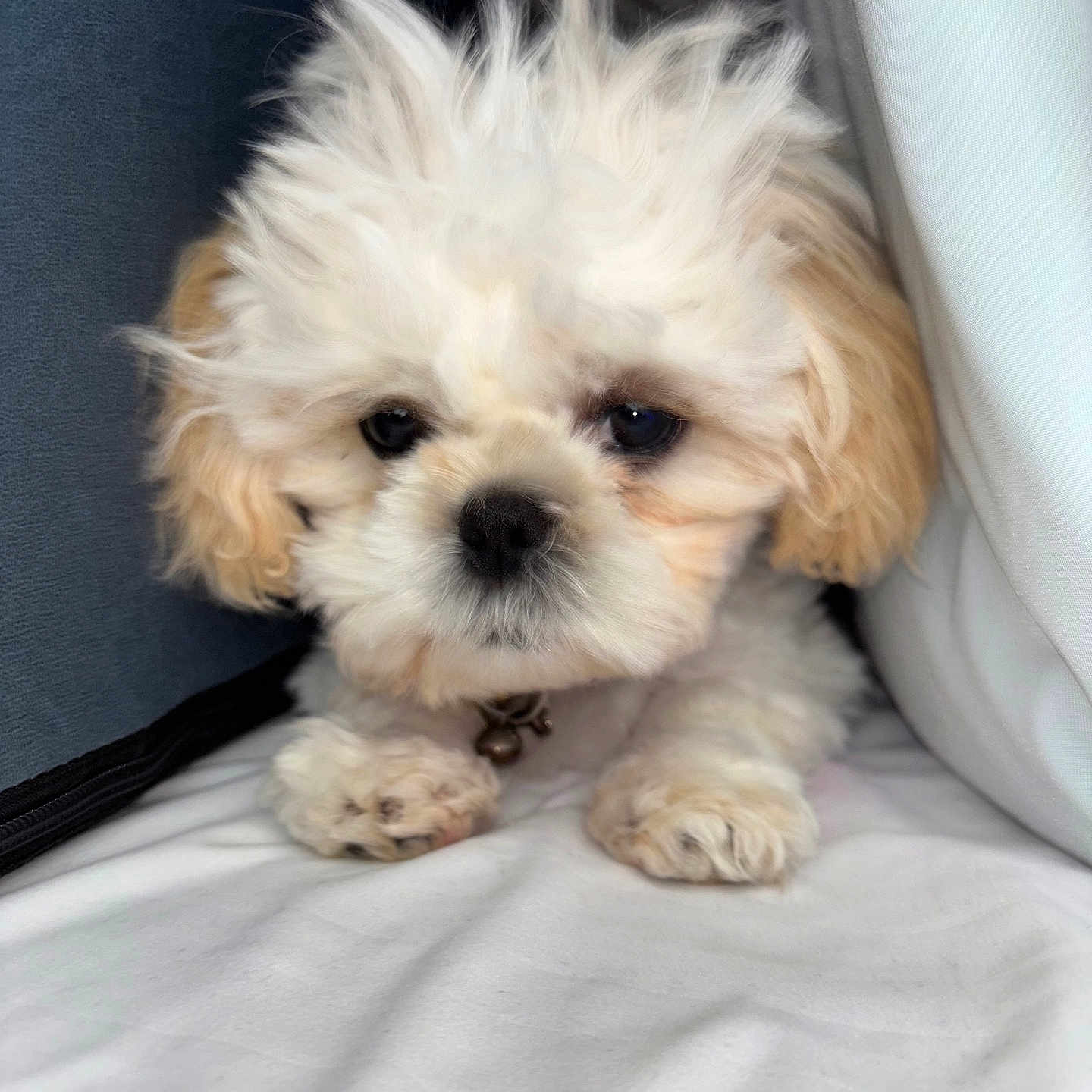 Slayer is registered to the contest to win money with this photo: adorable, animal, closeup, collar, cream, cushion, cute, dog, ears, face, fluffy, fur, indoors, paws, pet, puppy, resting, small, soft, white