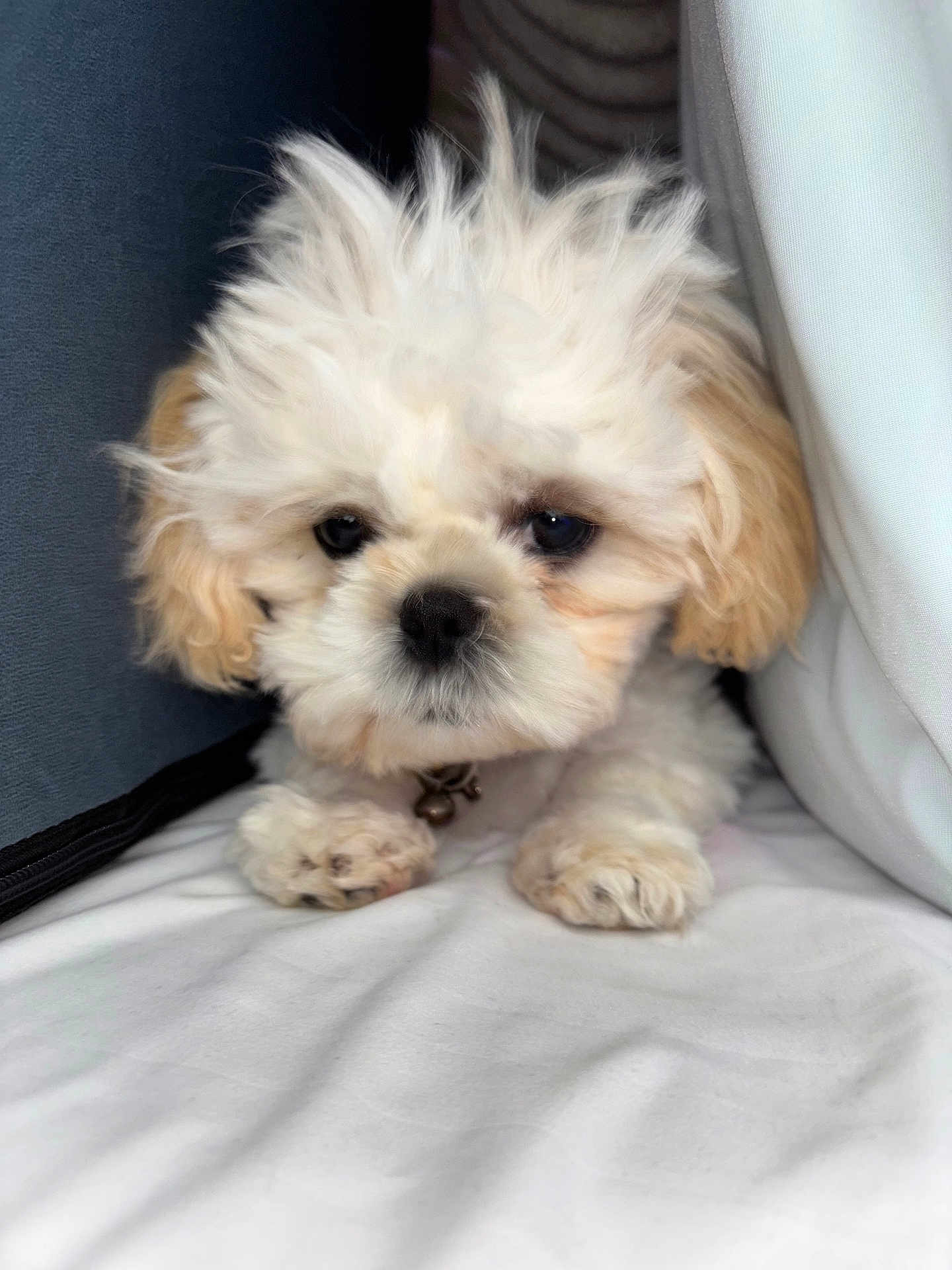 Slayer is registered to the contest to win money with this photo: puppy, dog, fluffy, white, cream, cute, pet, animal, fur, small, cushion, soft, indoors, closeup, face, ears, paws, collar, resting, adorable