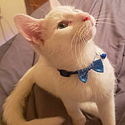 Jack is registered to the contest to win money with this photo: cat, white_cat, pet, animal, blue_bow_tie, bell, whiskers, pink_nose, green_eyes, fur, sitting, posing, indoors, bed, bedding, bedroom, close_up, portrait, cute, domestic_animal