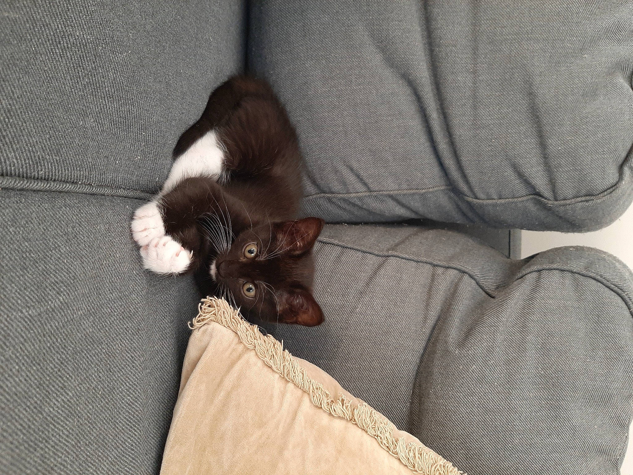 Heidi a rejoint le concours — aidez-le/la à gagner de superbes lots ! black_cat, carnivore, cat, claw, comfort, companion_dog, dog_breed, domestic_short_haired_cat, eye, fawn, felidae, fur, hardwood, human_leg, linens, paw, small_to_medium_sized_cats, tail, whiskers, wood