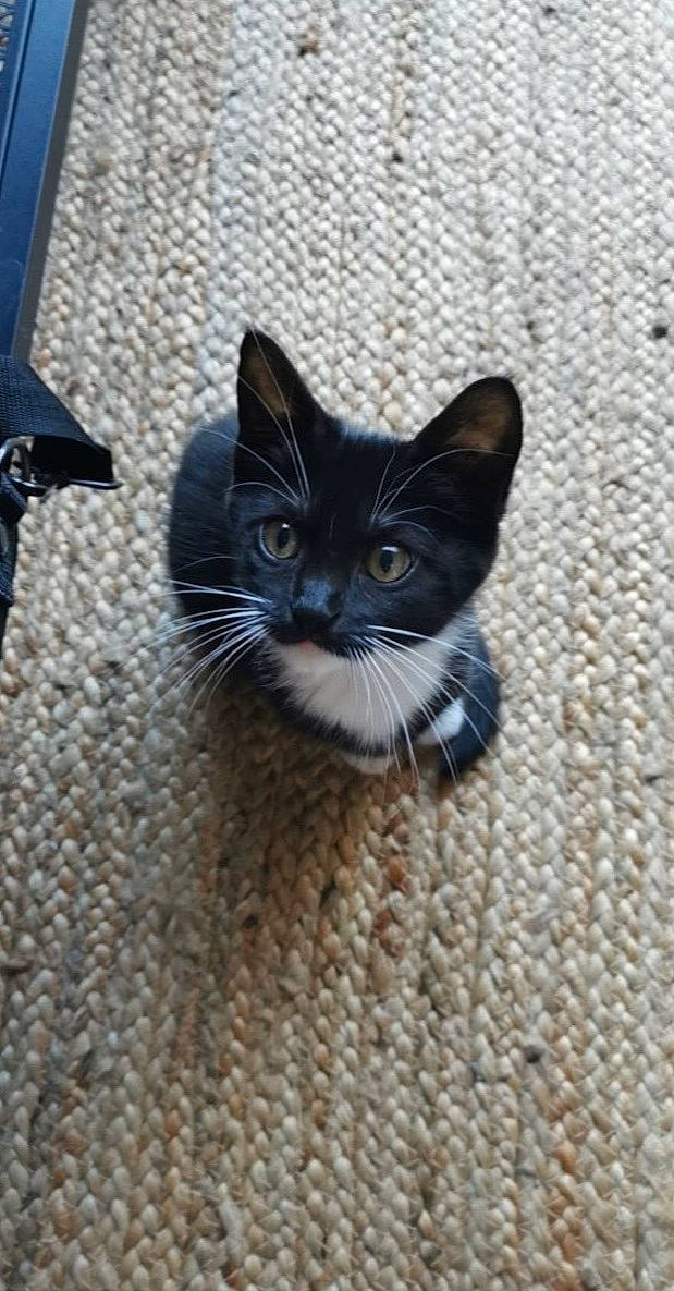 Heidi a rejoint le concours — aidez-le/la à gagner de superbes lots ! black_cat, carnivore, cat, domestic_short_haired_cat, electric_blue, felidae, floor, flooring, fur, grey, paw, road_surface, small_to_medium_sized_cats, snout, tail, terrestrial_animal, whiskers, window