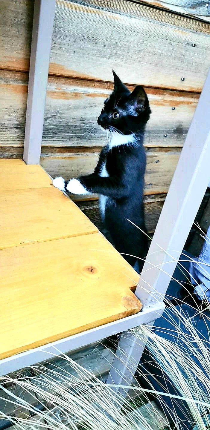 Heidi a rejoint le concours — aidez-le/la à gagner de superbes lots ! carnivore, cat, desk, domestic_short_haired_cat, electric_blue, felidae, fur, hardwood, light, line, plank, rectangle, small_to_medium_sized_cats, table, tail, tree, whiskers, window, wood, wood_stain