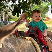 Léon participe au concours pour gagner de l'argent avec cette photo : animal, child, curly_hair, daylight, donkey, fur, grass, greenery, hand, holding, nature, outdoor, person, playful, saddle, smiling, tattoo, toddler, tree, young_child