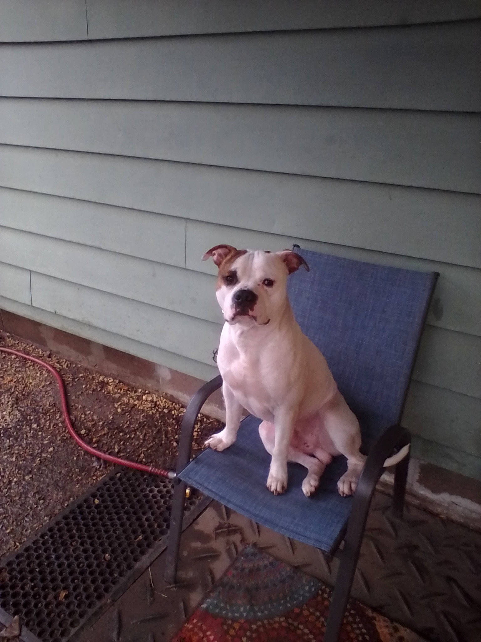 Sam joined the competition — help win amazing prizes! brick, canidae, carnivore, chair, collar, companion_dog, couch, dog, dog_breed, dog_collar, dog_supply, fawn, flooring, handrail, pet_supply, snout, sporting_group, tail, wood, working_animal