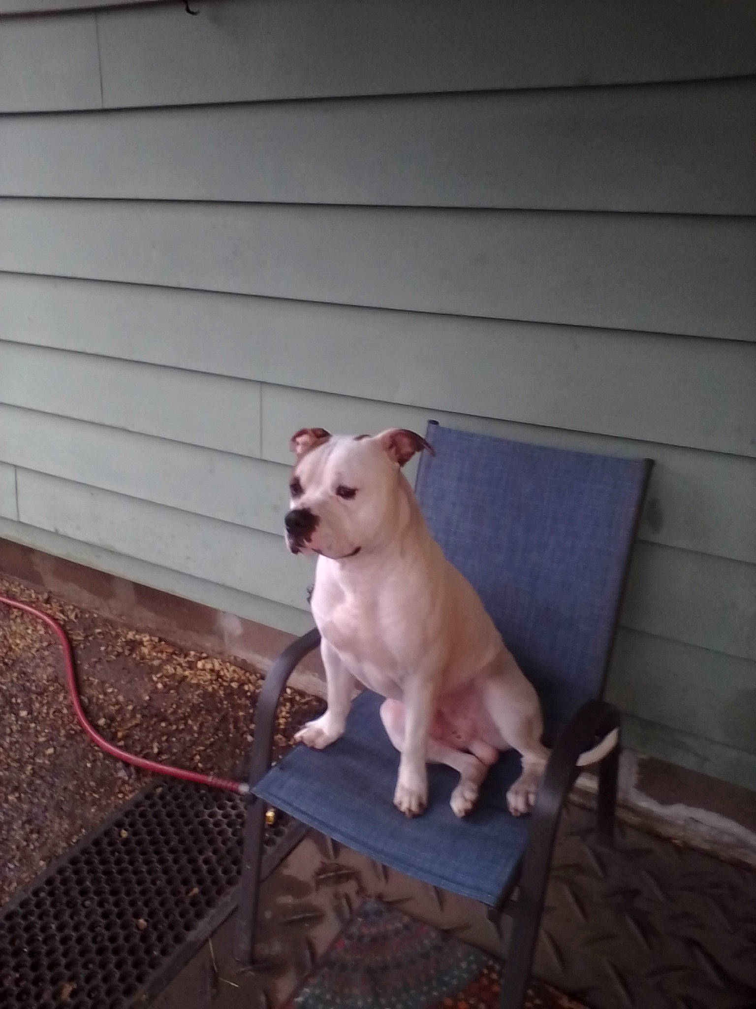 Sam is registered to the contest to win money with this photo: canidae, carnivore, chair, collar, companion_dog, dog, dog_breed, dog_collar, fawn, flooring, metal, non_sporting_group, pet_supply, snout, sporting_group, tail, terrestrial_animal, whiskers, wood, working_animal