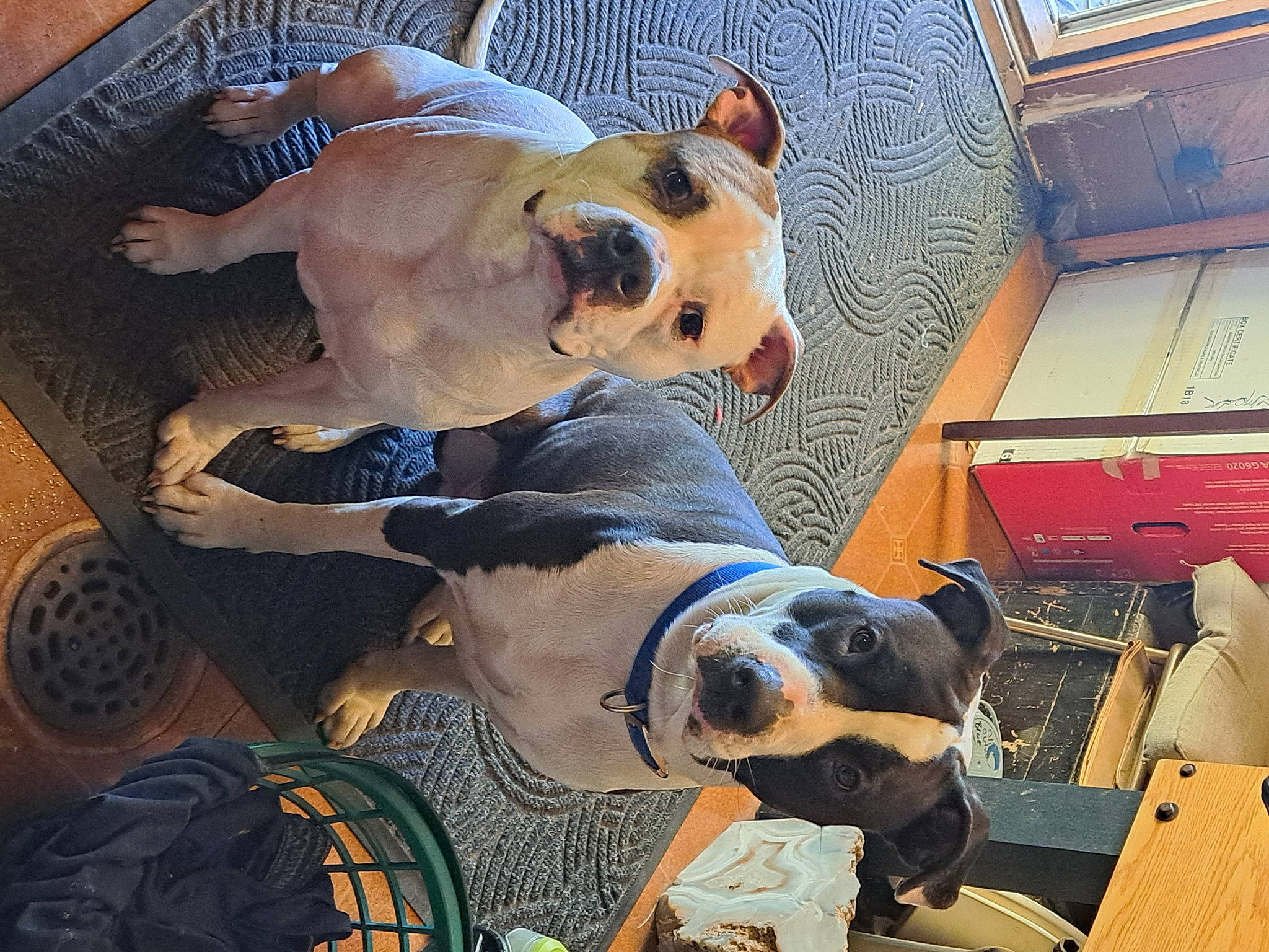 Sativa is registered to the contest to win money with this photo: blue, canidae, carnivore, collar, comfort, companion_dog, dog, dog_breed, dog_collar, dog_supply, fawn, fur, metal, non_sporting_group, paw, pet_supply, snout, sporting_group, terrestrial_animal, working_animal