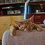 cat, orange_tabby, sleeping, paws, blanket, couch, indoor, cabinet, glassware, photoframes, vintage, furniture, cozy, relaxing, pet, feline, resting, home, warm, comfortable