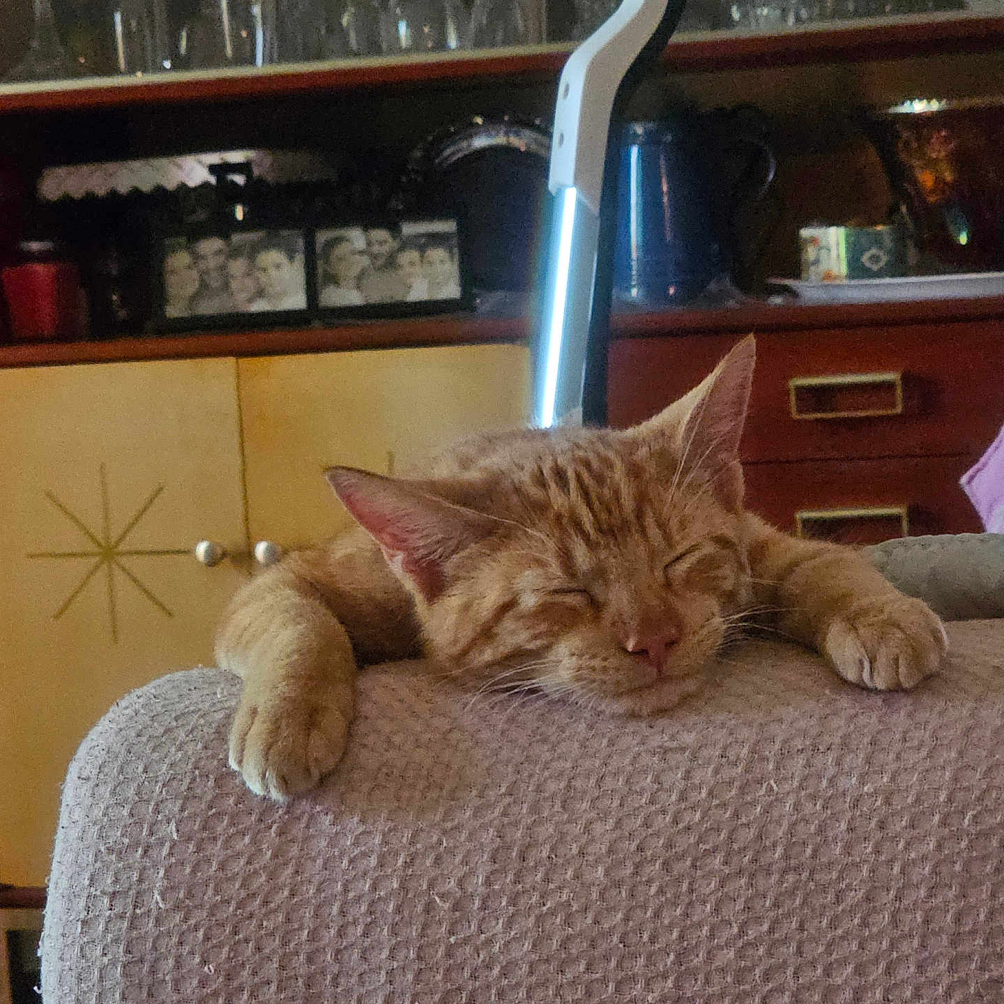 Hoot-Hoot joined the competition — help win amazing prizes! blanket, cabinet, cat, comfortable, couch, cozy, feline, furniture, glassware, home, indoor, orange_tabby, paws, pet, photoframes, relaxing, resting, sleeping, vintage, warm