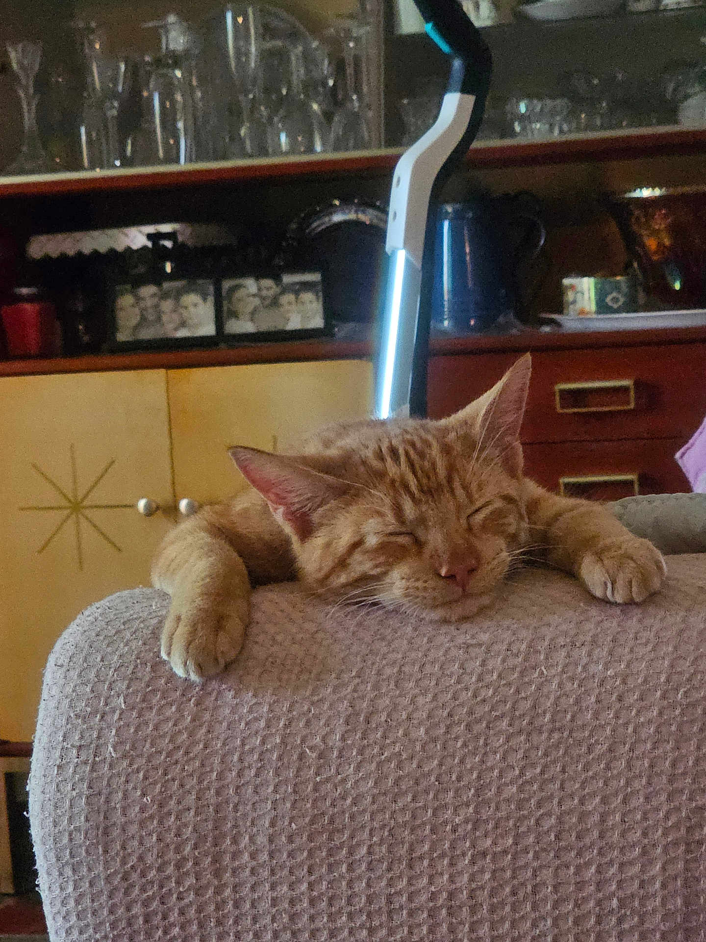 Hoot-Hoot joined the competition — help win amazing prizes! cat, orange_tabby, sleeping, paws, blanket, couch, indoor, cabinet, glassware, photoframes, vintage, furniture, cozy, relaxing, pet, feline, resting, home, warm, comfortable