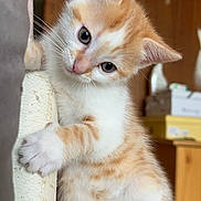 Jaeger a rejoint le concours — aidez-le/la à gagner de superbes lots ! kitten, cat, orange_and_white, pet, indoor, curious, climbing, paw, fur, whiskers, closeup, young, cute, animal, feline, small, domestic, resting, wooden_background, soft