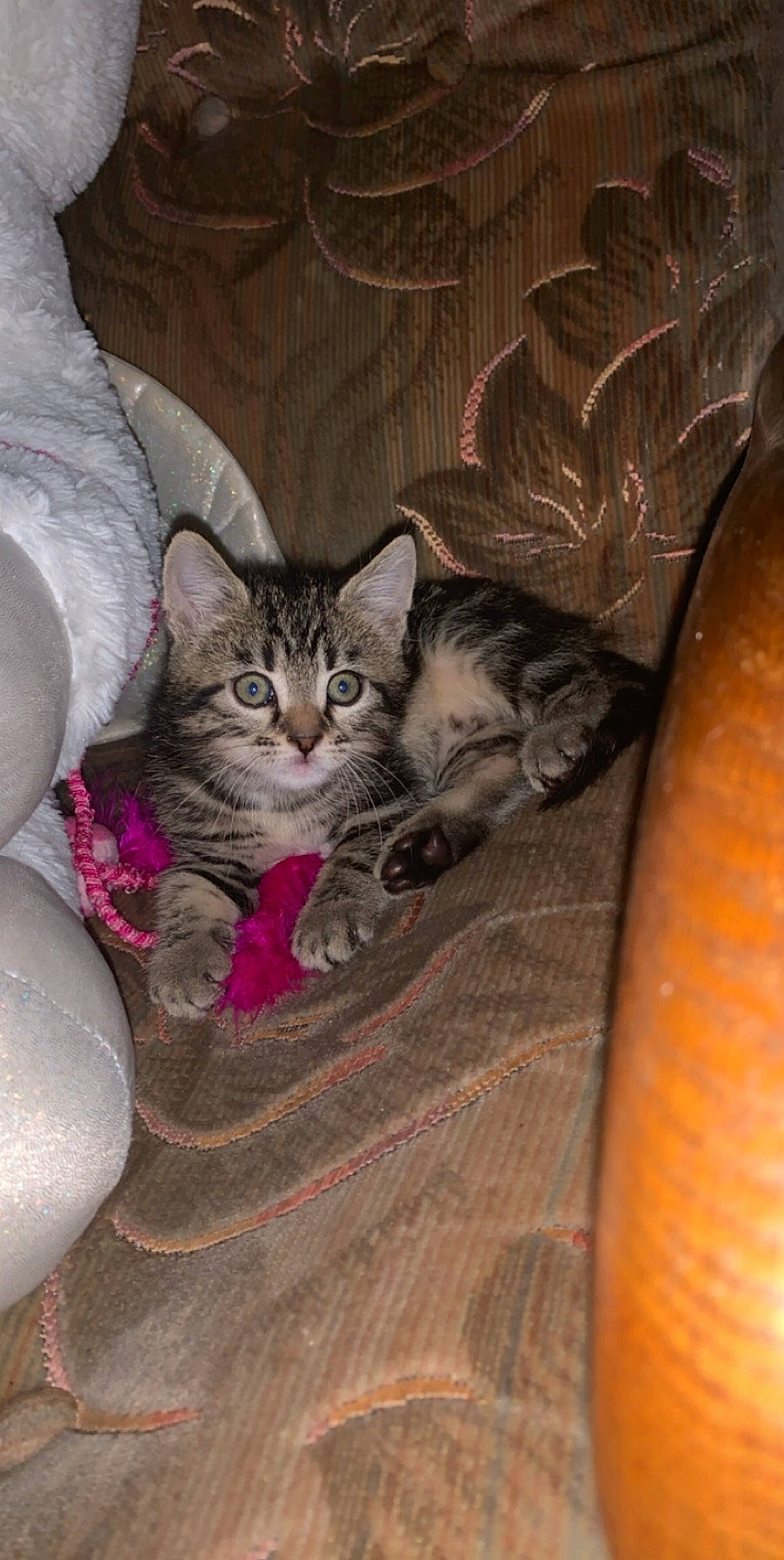 Lana participe au concours pour gagner de l'argent avec cette photo : american_shorthair, asian, carnivore, cat, domestic_short_haired_cat, egyptian_mau, european_shorthair, felidae, kitten, mammal, norwegian_forest_cat, pixie_bob, small_to_medium_sized_cats, tabby_cat, whiskers