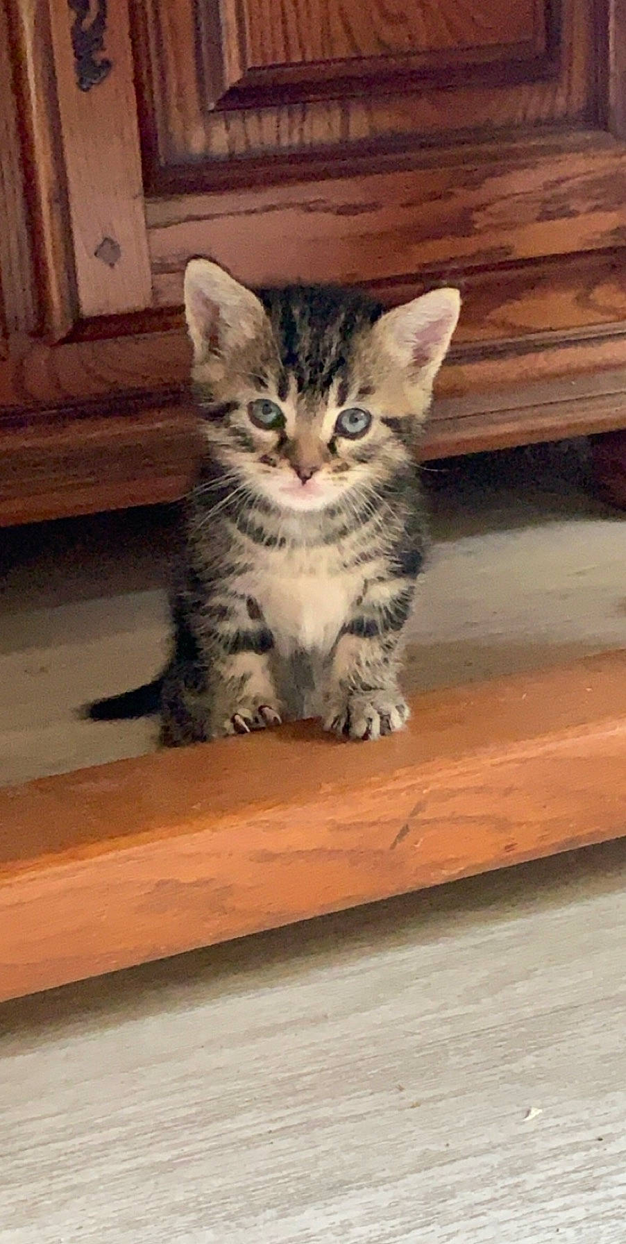 Lana a rejoint le concours — aidez-le/la à gagner de superbes lots ! aegean_cat, american_shorthair, asian, california_spangled, carnivore, cat, domestic_short_haired_cat, dragon_li, egyptian_mau, european_shorthair, felidae, kitten, mammal, ocicat, pixie_bob, rusty_spotted_cat, small_to_medium_sized_cats, tabby_cat, vertebrate, whiskers