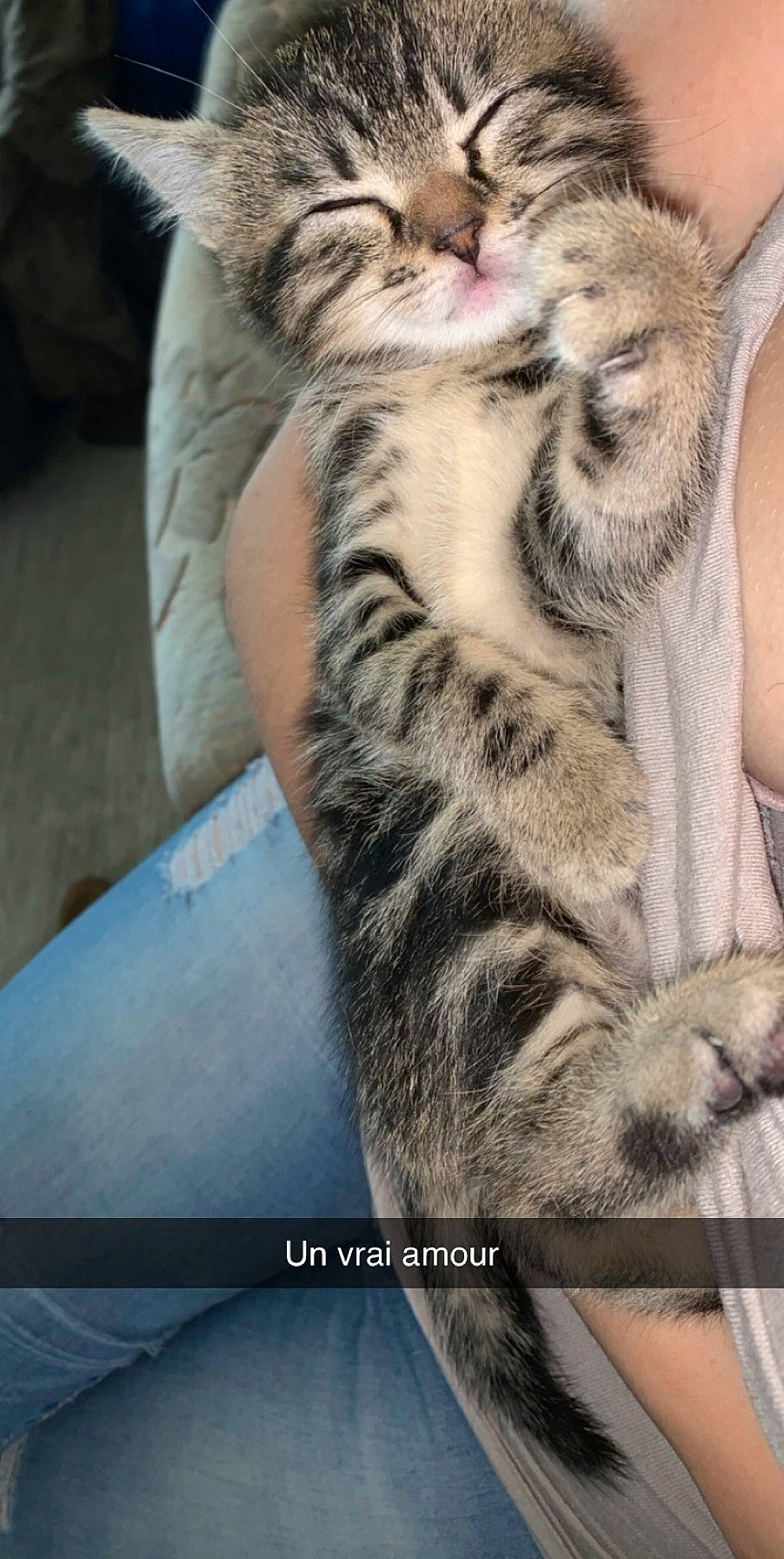 Lana participe au concours pour gagner de l'argent avec cette photo : american_shorthair, asian, carnivore, cat, claw, domestic_short_haired_cat, dragon_li, egyptian_mau, european_shorthair, felidae, fur, hug, kitten, mammal, pixie_bob, small_to_medium_sized_cats, sokoke, tabby_cat, vertebrate, whiskers