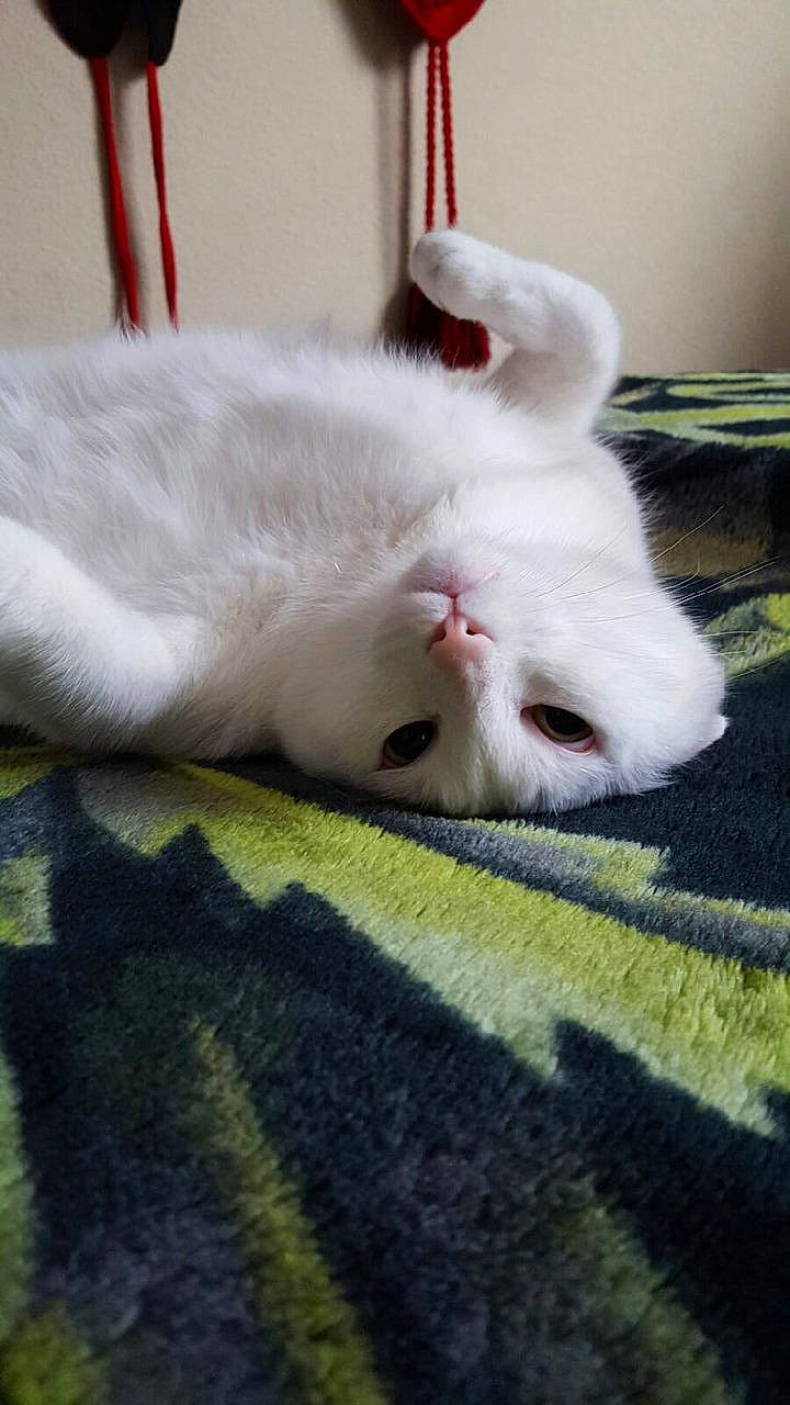 Whitey is registered to the contest to win money with this photo: carnivore, cat, claw, comfort, domestic_short_haired_cat, felidae, foot, fur, grass, linens, nap, pattern, paw, small_to_medium_sized_cats, snout, tail, whiskers, woven_fabric