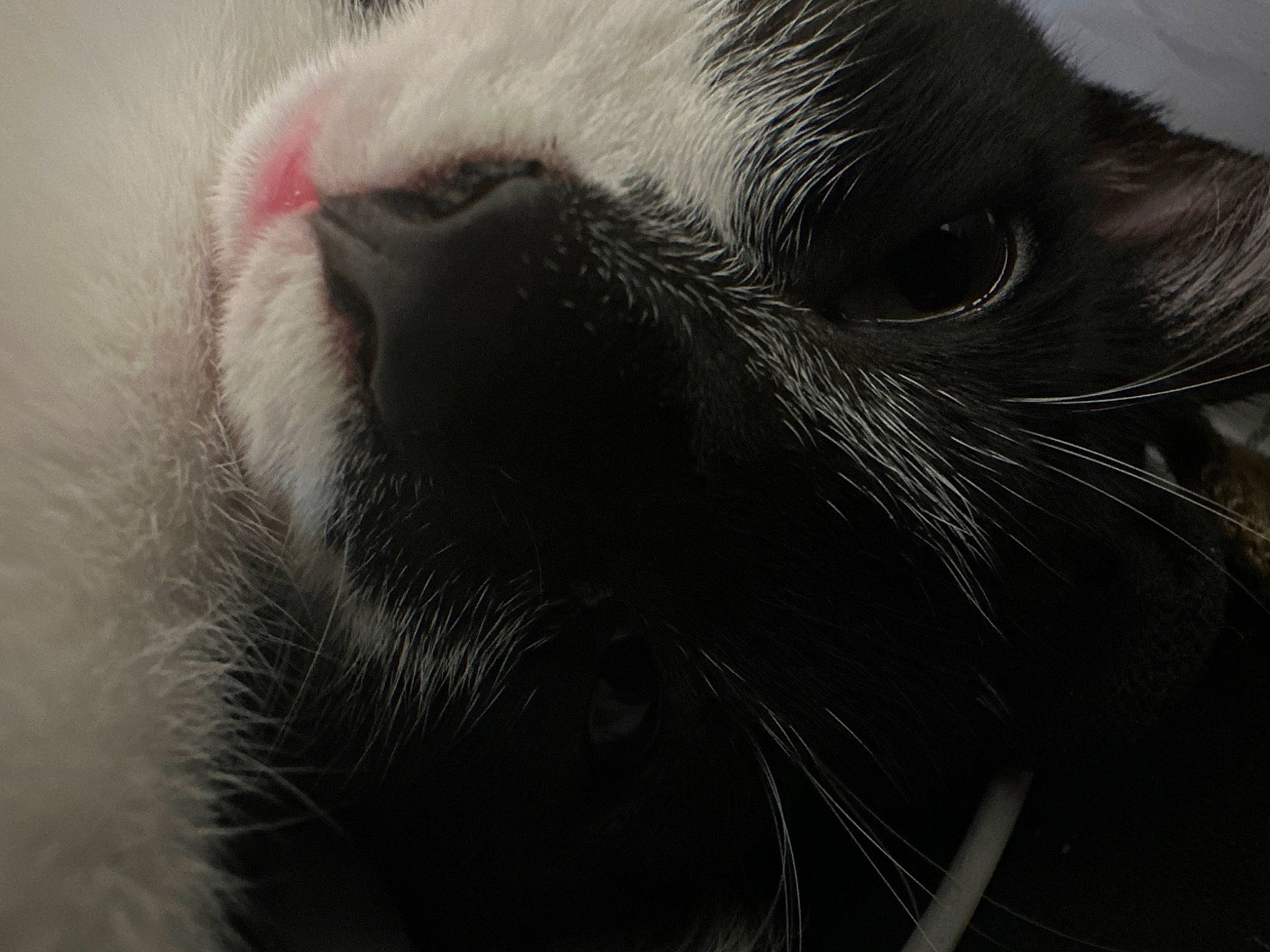 Aphelios is registered to the contest to win money with this photo: carnivore, cat, claw, domestic_short_haired_cat, felidae, fur, grey, monochrome, monochrome_photography, paw, small_to_medium_sized_cats, snout, terrestrial_animal, whiskers