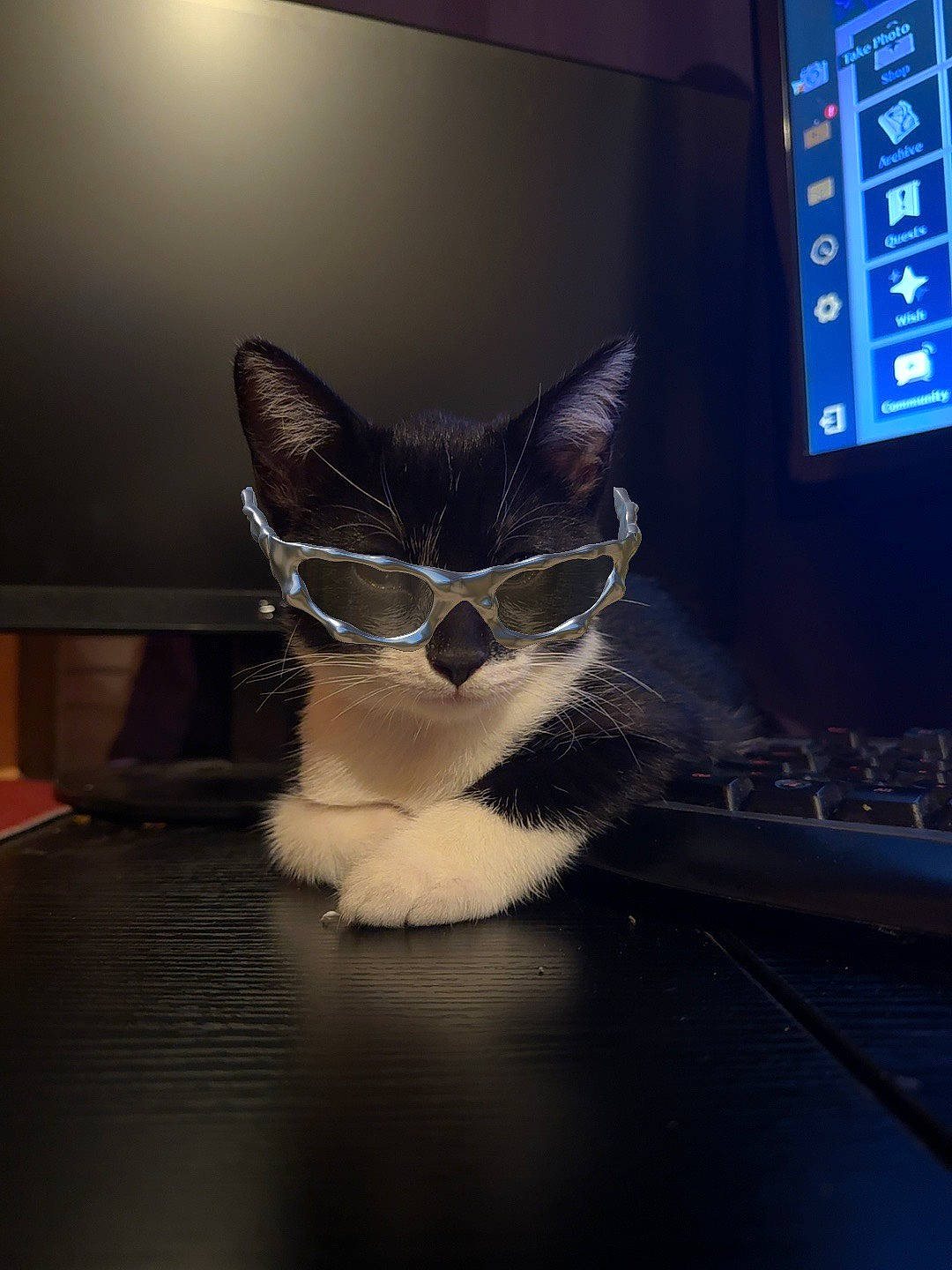 Aphelios joined the competition — help win amazing prizes! audio_equipment, carnivore, cat, comfort, computer, computer_keyboard, computer_monitor, domestic_short_haired_cat, felidae, fur, input_device, netbook, output_device, peripheral, personal_computer, room, small_to_medium_sized_cats, tail, whiskers, window