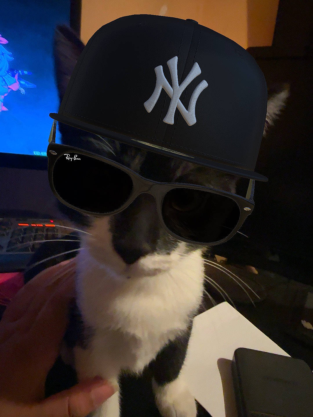 Aphelios is registered to the contest to win money with this photo: audio_equipment, baseball_cap, cap, carmine, companion_dog, cool, costume_hat, eyewear, fashion_accessory, fedora, felidae, fur, goggles, helmet, personal_protective_equipment, small_to_medium_sized_cats, sunglasses, television, vision_care, whiskers