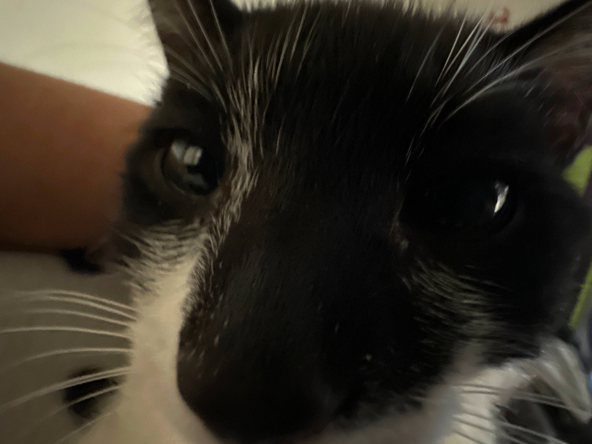 Aphelios joined the competition — help win amazing prizes! carnivore, cat, curious, domestic_short_haired_cat, ear, eye, eyelash, felidae, fur, hair, head, human_body, iris, monochrome_photography, small_to_medium_sized_cats, snout, terrestrial_animal, whiskers