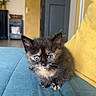 animal, blue_eyes, cat, couch, cozy, curious, cute, domestic, fur, furniture, home, indoor, kitten, pet, sitting, small, tortoiseshell, whiskers, yellow_cushion, young