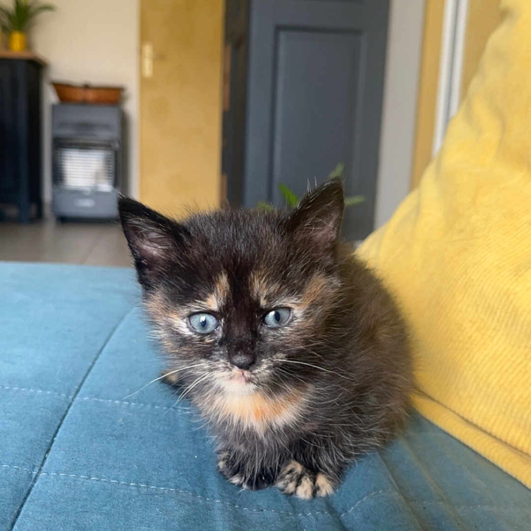 Baya participe au concours pour gagner de l'argent avec cette photo : kitten, cat, tortoiseshell, blue_eyes, cute, pet, indoor, couch, yellow_cushion, furniture, home, cozy, small, fur, animal, domestic, whiskers, curious, sitting, young