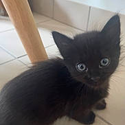 Bulle a rejoint le concours — aidez-le/la à gagner de superbes lots ! kitten, black_cat, animal, pet, floor, tile, wood, chair_leg, cute, small, fur, whiskers, curious, indoors, young, eyes, looking_up, domestic, mammal, feline