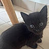 kitten, black_cat, animal, pet, floor, tile, wood, chair_leg, cute, small, fur, whiskers, curious, indoors, young, eyes, looking_up, domestic, mammal, feline