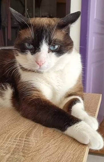 Caramel a rejoint le concours — aidez-le/la à gagner de superbes lots ! carnivore, cat, claw, domestic_short_haired_cat, eye, felidae, flooring, foot, fur, hardwood, iris, paw, sitting, small_to_medium_sized_cats, snout, stairs, tail, terrestrial_animal, whiskers, wood