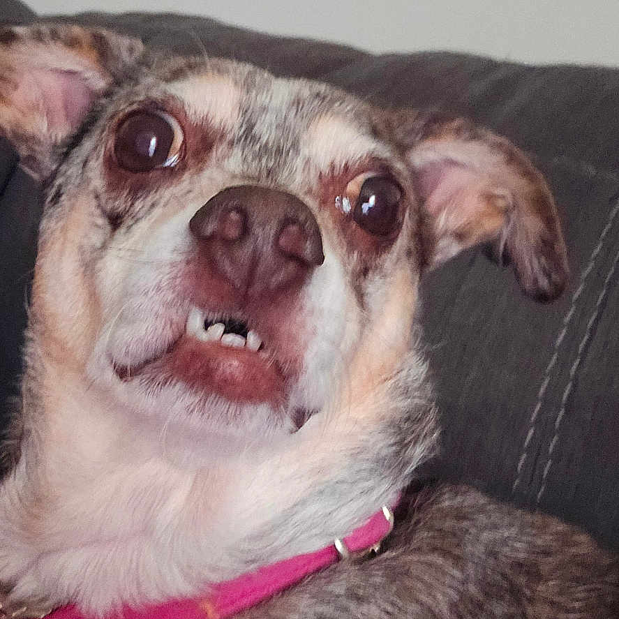 Daisy joined the competition — help win amazing prizes! animal, brown, canine, close_up, collar, couch, dog, domestic, ears, expression, eyes, face, fur, indoor, nose, pet, pink, portrait, resting, white