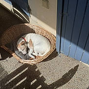 Flye participe au concours pour gagner de l'argent avec cette photo : animal, architecture, basket, building, bulldog, canine, cat, dog, hardwood, house, housing, person, pet, pointer, porch, puppy, rabbit, sleeping, staircase, wood