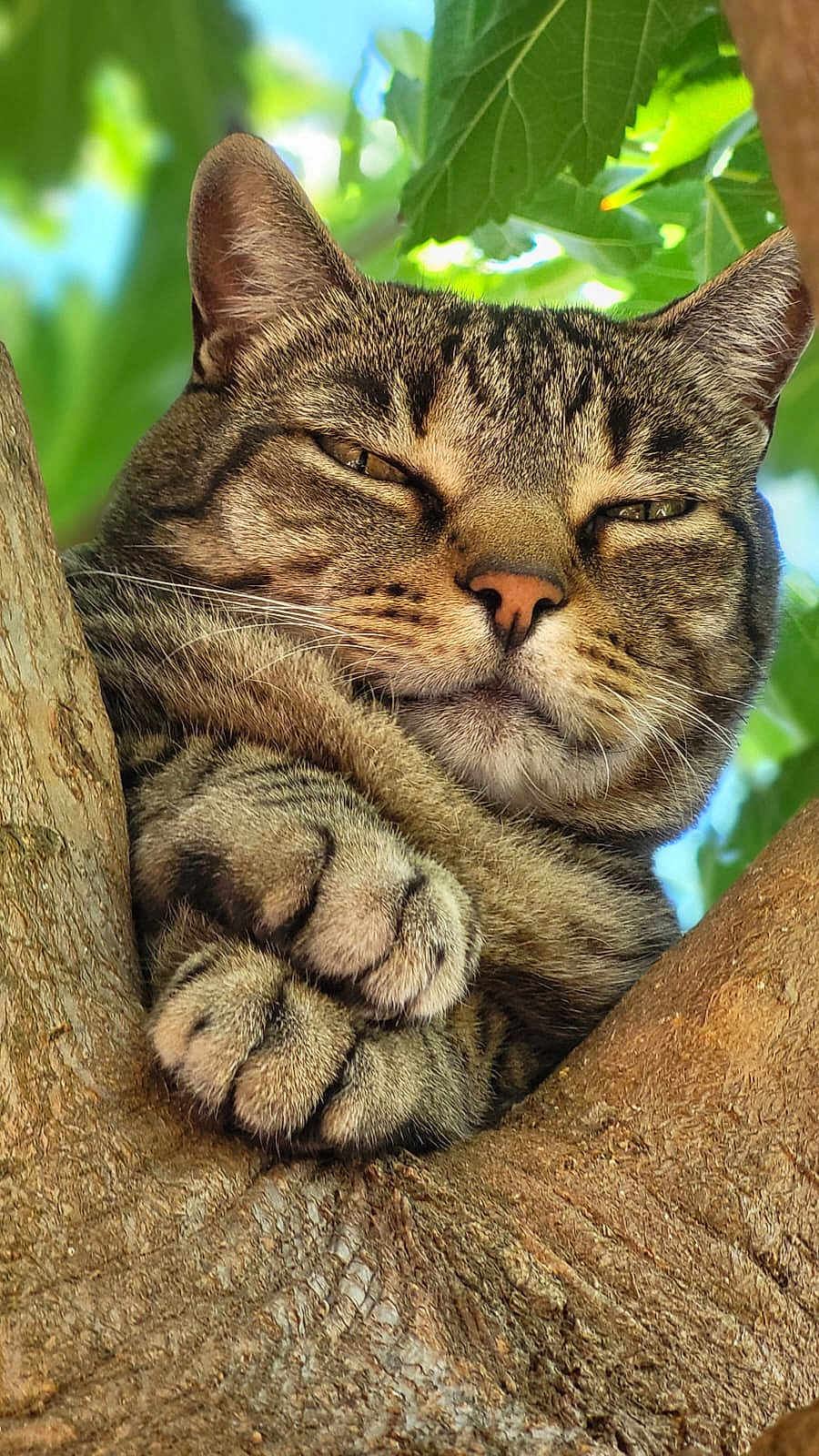 Nala