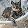 Nala participe au concours pour gagner de l'argent avec cette photo : cat, tabby, animal, pet, feline, chair, white, relaxed, outdoor, patterned, fur, paw, resting, seat, domestic, cute, mammal, whiskers, portrait, calm