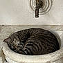 cat, tabby, sleeping, curled_up, stone_basin, faucet, rustic, indoor, resting, animal, pet, cozy, feline, striped, quiet, peaceful, napping, texture, wall, closeup