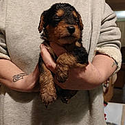 Boris joined the competition — help win amazing prizes! animal, closeup, comfort, cozy, cute, dog, domestic, fur, hand, holding, indoors, person, pet, portrait, puppy, sleepy, sweater, tattoo, warmth, young