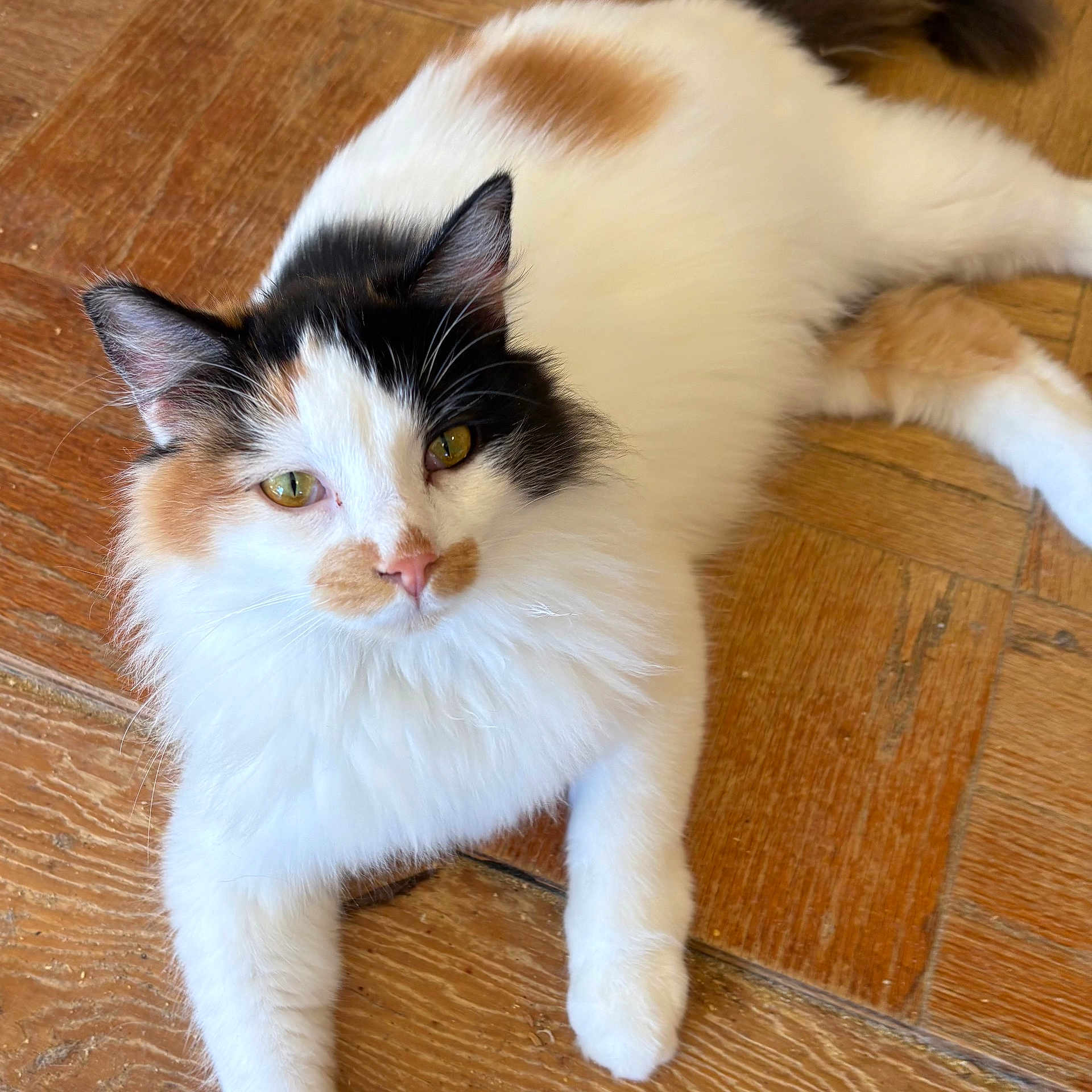 Posie joined the competition — help win amazing prizes! black_patch, calico_cat, cat, closeup, cute, ears, fluffy, fur, green_eyes, hardwood_floor, indoor, longhair, lying_down, orange_patch, paws, pet, portrait, relaxed, whiskers, white_fur
