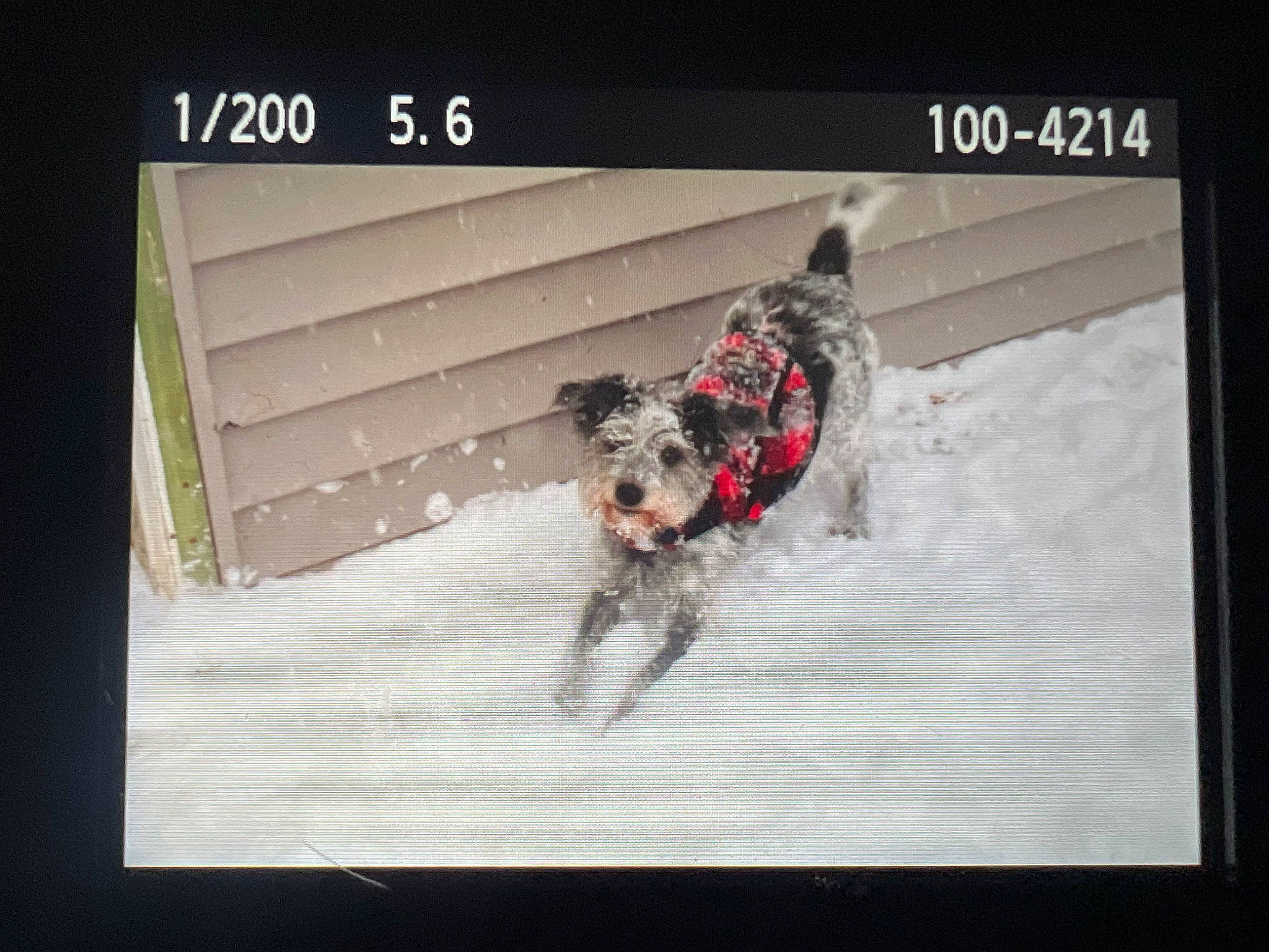 Parker joined the competition — help win amazing prizes! art, brand, canidae, carmine, carnivore, companion_dog, display_device, dog, dog_breed, dog_supply, fictional_character, font, graphic_design, graphics, multimedia, photo_caption, rectangle, screenshot, sporting_group, visual_arts