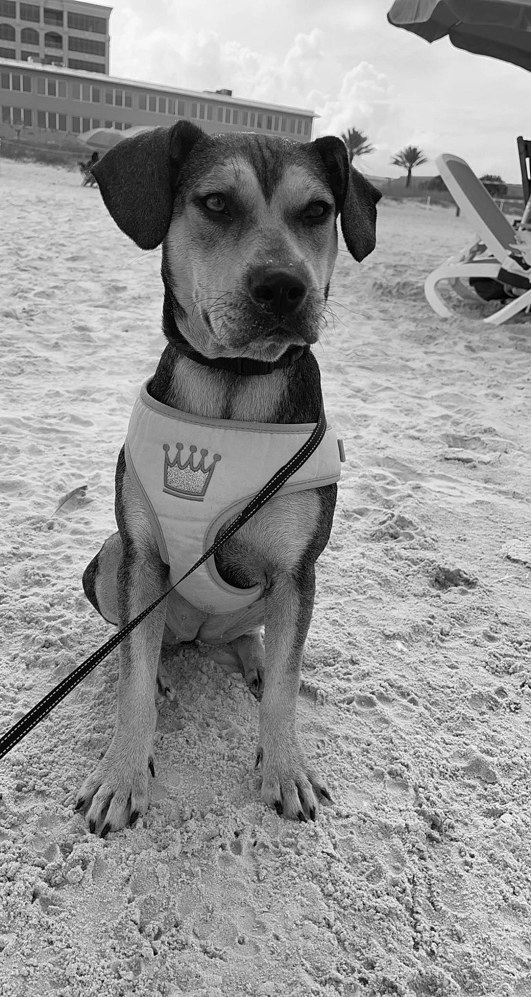 Zoei is registered to the contest to win money with this photo: black, black_and_white, carnivore, collar, companion_dog, dog, dog_breed, dog_clothes, dog_collar, dog_supply, fawn, monochrome, monochrome_photography, pet_supply, snout, stock_photography, style, whiskers, white, working_animal